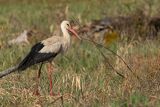Bocian biały, Ciconia ciconia