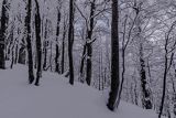 Ośnieżony las bukowy pod Tarnicą, Bieszczadzki Park Narodowy, Bieszczady