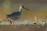 Brodziec śniady, Tringa erythropus