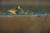 Brodziec śniady, Tringa erythropus
