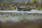 Brodziec śniady, Tringa erythropus