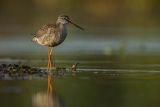 Brodziec śniady, Tringa erythropus
