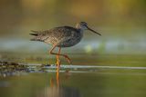 Brodziec śniady, Tringa erythropus