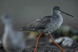 Brodziec śniady, Tringa erythropus