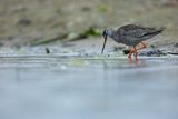 Brodziec śniady, Tringa erythropus