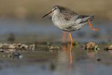 Brodziec śniady, Tringa erythropus