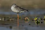 Brodziec śniady, Tringa erythropus