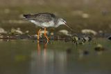 Brodziec śniady, Tringa erythropus