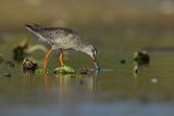 Brodziec śniady, Tringa erythropus