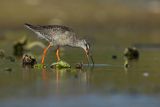 Brodziec śniady, Tringa erythropus