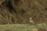 Drozd śpiewak, śpiewak, Turdus philomelos