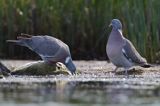 Gołąb grzywacz, grzywacz, Columba palumbus