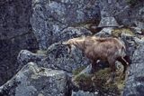Kozica kozica północna) Rupicapra rupicapra)