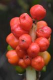 Arum maculatum obrazki plamiste) , owoc