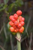 Arum maculatum obrazki plamiste) , owoc
