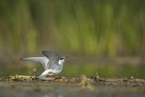 Rybitwa białowąsa, Chlidonias hybrida, juvenille