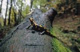 Salamandra