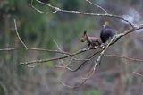 wiewiórka, odmiana ciemna, Sciurus vulgaris, Bieszczady