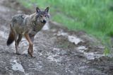 wilk Canis lupus
